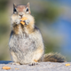 Image for article titled Scientists Find a Paradoxical Explanation For The Munchies